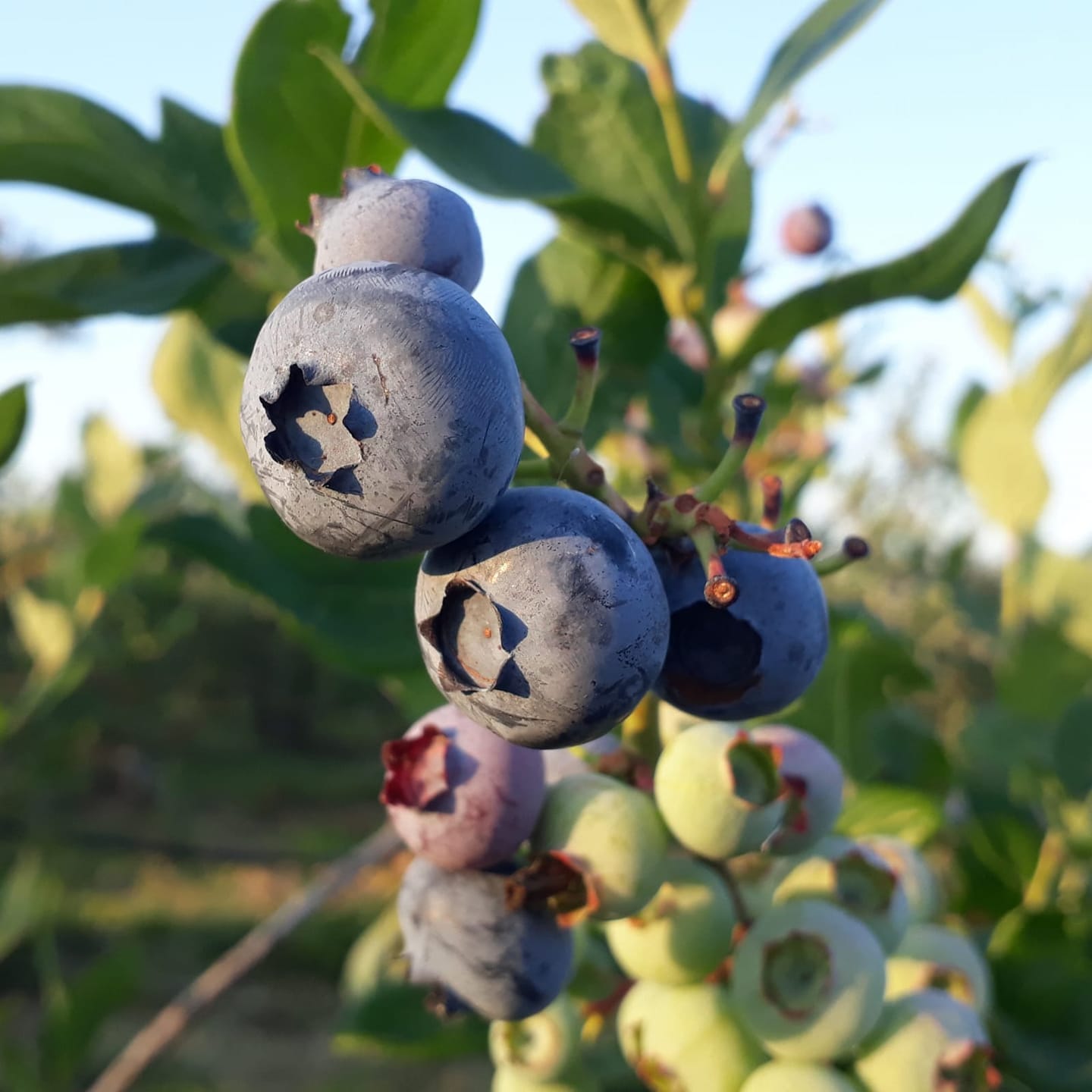 Biolandhof Heber BIOHEIDELBEEREN